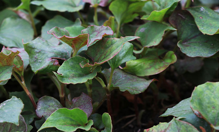 MK网官方站网页版_MK(中国)